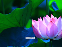 关于篱菊的优美句子