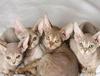 那些猫爱你的方式，你知道吗？