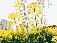 嘉人的优美句子