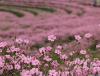 心路夫风走句子