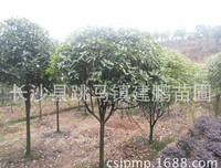 描写八月桂的经典句子