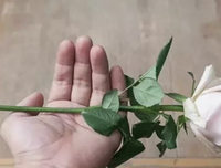一枝没有叶子的玫瑰 ｜ 醒俗故事