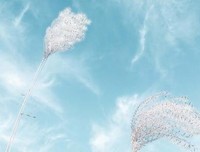 秋日早上的阳光