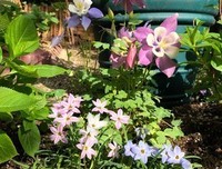 花台里的杂草
