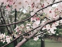 有关想你总在雨后的句子