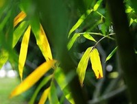心若放宽，便是晴天。