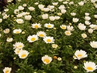 雏菊