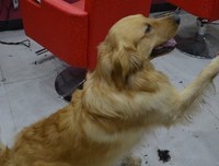 导盲犬