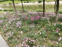 《于她成年我的孤独，虽败犹荣》的句子