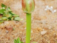 吾心句子