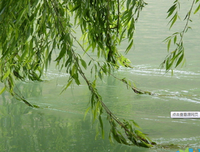 关于吕碧华的优美句子