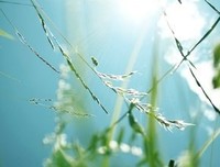 生如夏花经典的句子