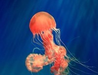 浮生物语