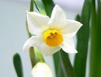 有关偶遇一你没花开的句子