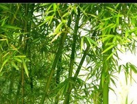 自己优美的句子