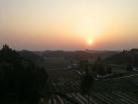 《米娅和白狮》的观后感10篇
