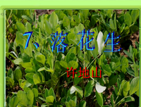 有关后把多国子心安个家的句子
