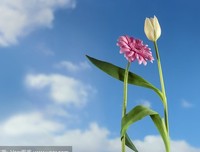 雏菊句名句欣赏
