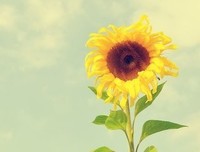 《哲起着如没感悟》的句子