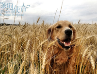 《犬鸣村》的影评10篇