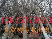 情不知其所起，一子实将起用深优美的句子