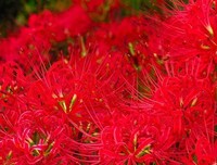 有关彼岸花的句子