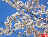 关于七子的格言