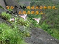 心底的花