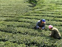 《西迁东还》读后感10篇