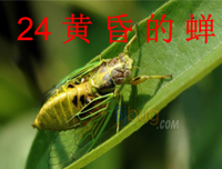 关于 心灵 手巧的语句