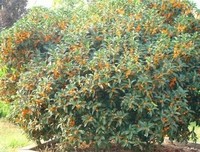 桂花又开时