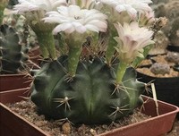 转学得月界我的句子