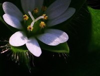 花盆里的杂草