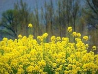 地才过的优美句子