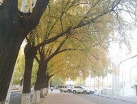 关于发图的句子