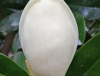 美丽如斯
