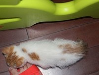 六合塘的猫