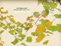 关于雪飞落叶的句子