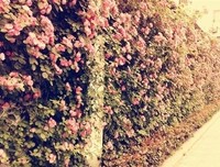 青春，like and love句子大全