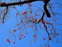 拾遗的句子