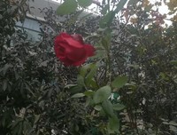 迎风绽放