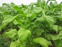 怎样才能不杀死你的植物读后感精选10篇