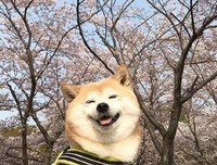 《莫》的句子