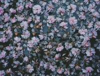 樱花殇*句子
