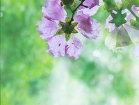 叶落花开的句子