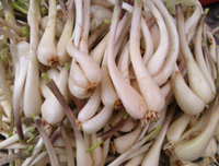118岁高龄老人提醒：见到这菜多买20斤，每天炒一盘，排
