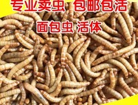仓鼠世家