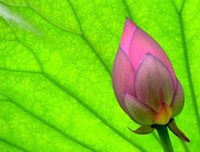 我爱你的心，爱你的人。经典名句