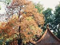 《嘉木》的句子