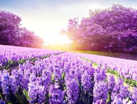Flower薰衣草句子